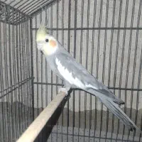 عروس هلندی