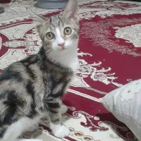 گربه|گربه|چناران, |دیوار
