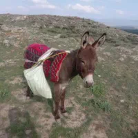 خرنر|حیوانات مزرعه|نیر (اردبیل), |دیوار