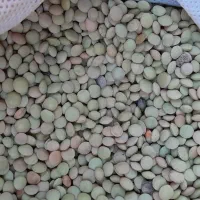 فروش فوری عدس محلی