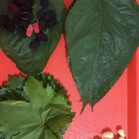 برگ توت برای دلمه، برگ مو، توت سفید، شاه‌توت