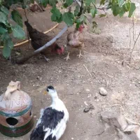 اردک رسمی