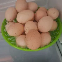 تخم مرغ|حیوانات مزرعه|معمولان, |دیوار