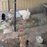 مرغ تخمگذار
