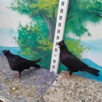 کبوتر زاغ بلندوکشیده