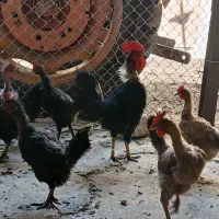 مرغ وخروس