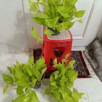گل و گیاه طبیعی باکیفیت سانسوریاوزامفولیاوپتوس