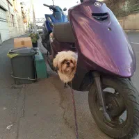 واگذاری حیوان خانگی
