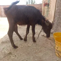 گاومیش صحرا