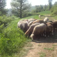 دو راس میش نیم گوشت