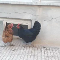 مرغ