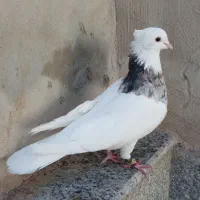 نر کرمانشاهی کرم خال دار لکه ای