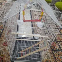 قفس پرنده