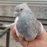 کفتر کله الماسی نر درجه ۱ جفتش طوقی زرد