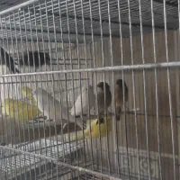 تعدادی قناری درجه یک