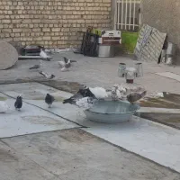 کبوتر کفتر