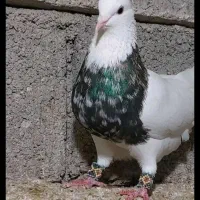 کبوتر