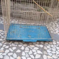 قفس
