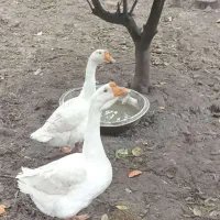 قو غاز