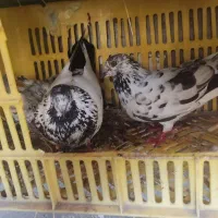 کبوتر|پرنده|پارس‌آباد, |دیوار