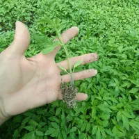 نشا گوجه ۸۳۲۰ دستی از بذر اصلی