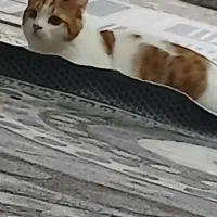 یه عدد گربه سفید نارنجی تپل
