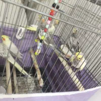 عروس هلندی