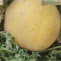 خربزه درجه یک بوشهر