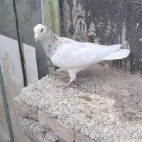 کفتر جهت‌ معاوضه و فروش