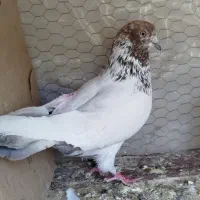 کفتر|پرنده|کاشان, راوند|دیوار