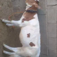 شوش