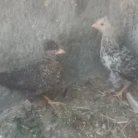 نیمچه ومرغ