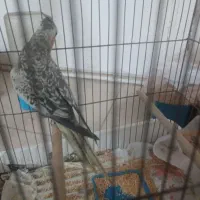 پرنده