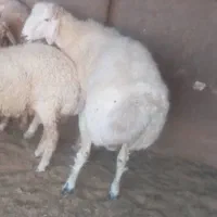 فروش بره نر وماده