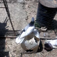 ۱۵کبوترپرشی وجفتی