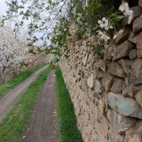 همنورد،طبیعت گرد