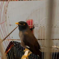 مرغ مینا