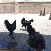 خروس سیاه برهما