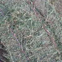 فروش یونجه خالص و درجه یک