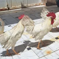 سه عدد خروس یک ساله