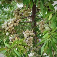 تولید نهال  بادام آذر نیمه کاغذی