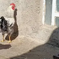 خروس تعداد۳عدد
