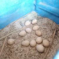 تخم نطفه دار کب.ک بلدرچین کوهی