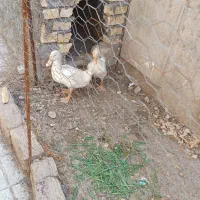 یک جفت جوجه اردک سالم به فروش میرسند