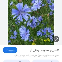 کاسنی تازه و عرق کاسنی