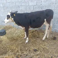 گوساله ماده  نژاد هلشتن مخصوص داشت و کشتار