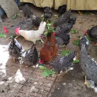 فروش مرغ و خروس آمروک