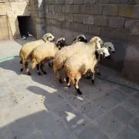 شش عدد بره  دوتا ماده چهار تاشون نر