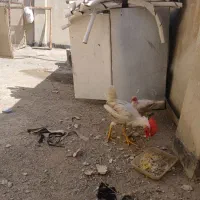 خروس خونی