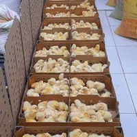 جوجه گوشتی راس ۳۰۸ کف قیمت بازار